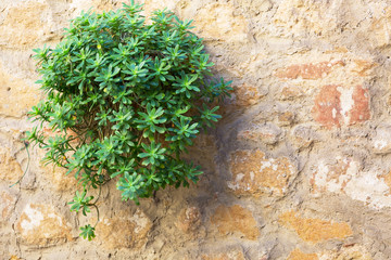 Green plant on old stone wall