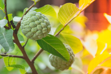 custard apple on the tree with light flare.