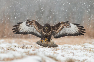 Birds - Common Buzzard (Buteo buteo)