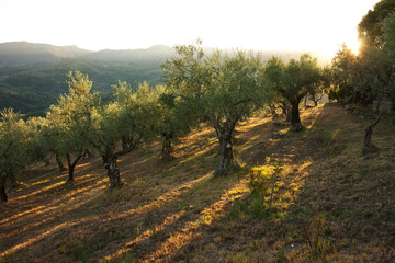 Abendsonne im Olivenhain
