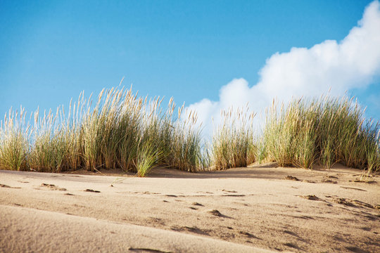 Strandhafer auf D&uuml;ne auf Sylt