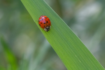 coccinelle