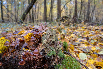 Mushrooms growing out of an old log