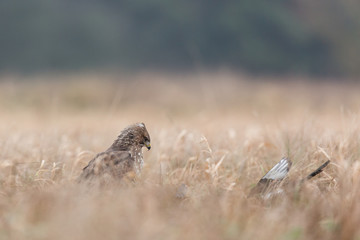 Birds - Common Buzzard (Buteo buteo)