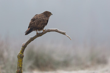 Birds - Common Buzzard (Buteo buteo)