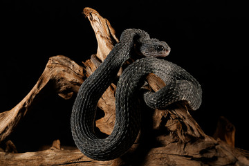 Squamigera