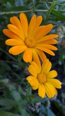 Yellow flowers in the garden. Calendula