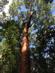 Fototapeta premium Großer Baum mit massivem Stamm in Florida