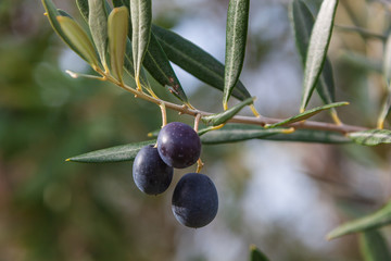 Olive-tree branch with ripe black olives on the natural blurred background with selective focus, Tuscany, Italy