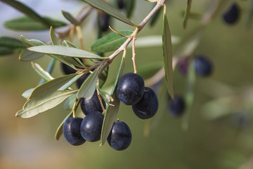 Olive-tree branch with ripe black olives on the natural blurred background with selective focus, Tuscany, Italy