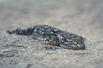 Gecko