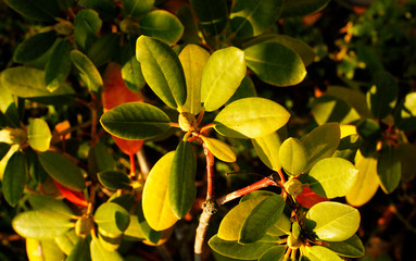 Yellowed leaves on bushes in autumn park