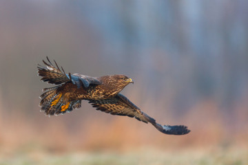 Birds - Common Buzzard (Buteo buteo)