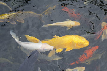 Koi_VIII