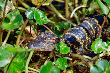 Obraz premium American alligator babies