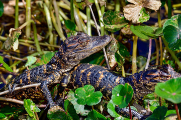 American alligator babies
