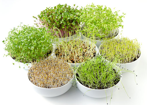 Sprouts in white bowls. Seven sprouting microgreens. Shoots of alfalfa, Chinese cabbage, garlic, kale, lentils and radish in potting compost. Green seedlings, young plants and cotyledons. Food photo.