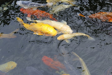 Koi_V