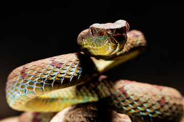 Viper