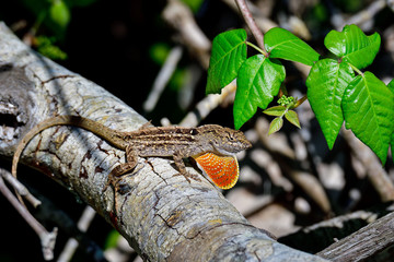 Brown anole