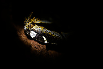 Viper