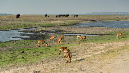 tierreiche Landschaft mit Impala Antilopen und Elefanten am Chobe River, Chobe Nationalpark,...