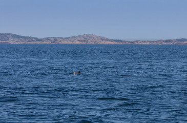 Baltic whales in open sea. Harbour porpoise in natural environment