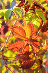 Red and yellow leaves of wild grapes. Beautiful natural autumn background. Vertical photo.