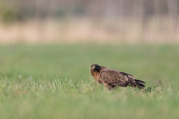 Birds - Common Buzzard (Buteo buteo)