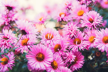 Obraz premium Small pink autumn flowers. Beautiful natural background. Toning style instagram.