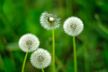 dandelion