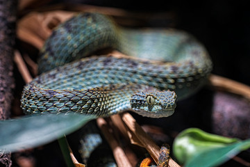 Viper