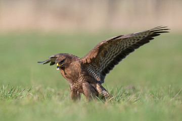 Birds - Common Buzzard (Buteo buteo)