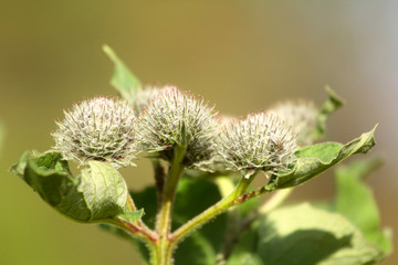 Medicinal plant burdock (Arctium lappa). 