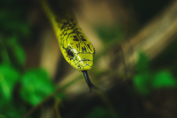 Boomslang