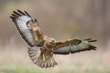 Birds - Common Buzzard (Buteo buteo)