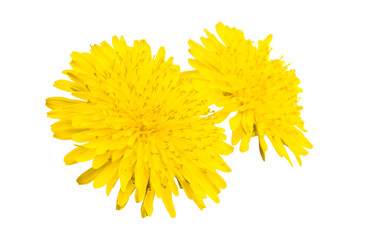 dandelion flower isolated © ksena32
