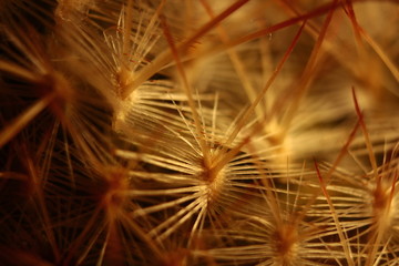sharp and prickly cactus