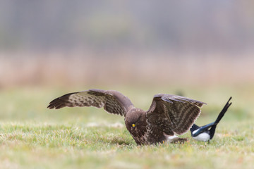 Birds - Common Buzzard (Buteo buteo)