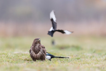 Birds - Common Buzzard (Buteo buteo)