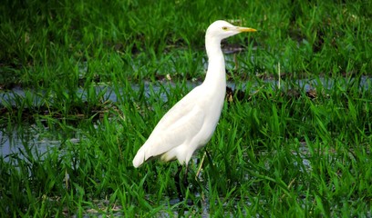 Egret