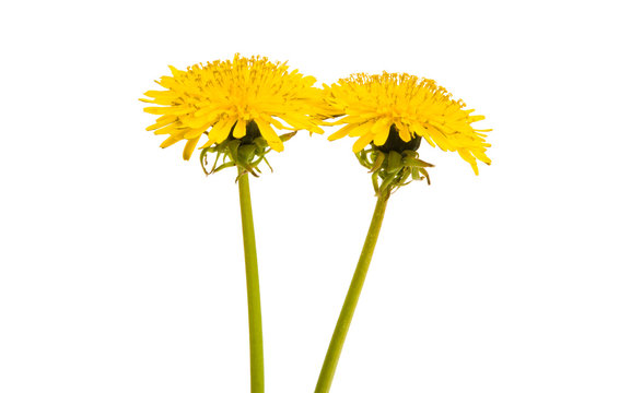 Fototapeta dandelion flower isolated