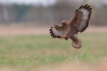 Birds - Common Buzzard (Buteo buteo)