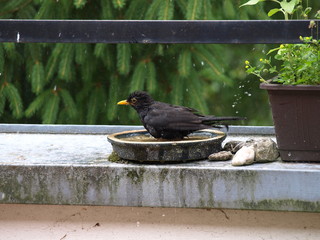 badende amsel auf dachterrasse