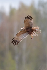 Birds of prey - Marsh Harrier (Circus aeruginosus), landing
