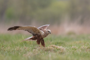 Birds of prey - Marsh Harrier (Circus aeruginosus), landing