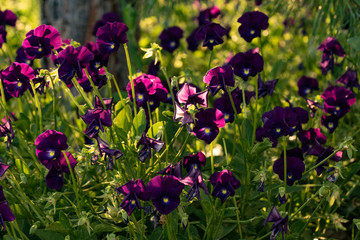 pansies, sunset, sun, grass