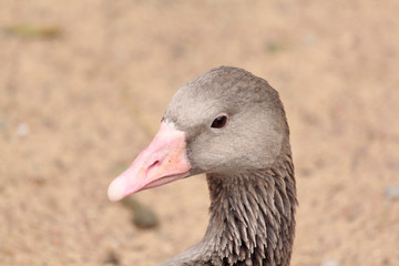 glance of the grey goose