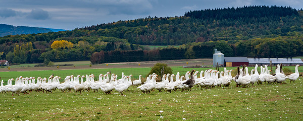 freilaufende Gänse © Heinz