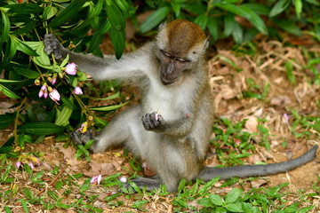 Asia wild monkeys eating food